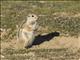 Nelsons Antelope Squirrel (Ammospermophilus nelsoni)