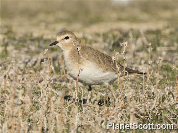 Mountain Plover (Anarhynchus montanus)