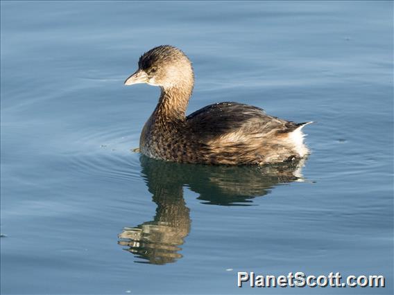 Pied-billed Grebe (Podilymbus podiceps)