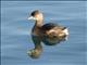 Pied-billed Grebe (Podilymbus podiceps)