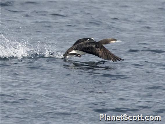 Pacific Loon (Gavia pacifica)