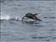 Pacific Loon (Gavia pacifica)