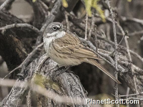 Sagebrush Sparrow (Artemisiospiza nevadensis)