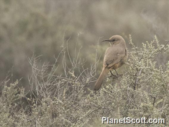 Le Conte's Thrasher (Toxostoma lecontei)