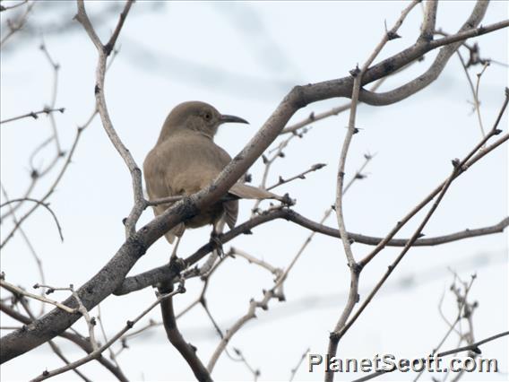 Bendire's Thrasher (Toxostoma bendirei)