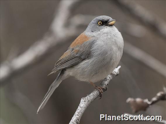 Yellow-eyed Junco (Junco phaeonotus)