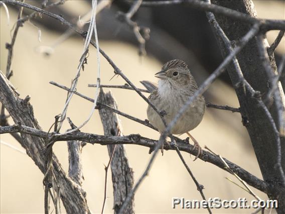 Cassin's Sparrow (Peucaea cassinii)