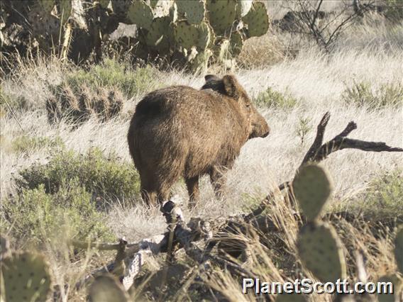 Collared Peccary (Pecari tajacu)