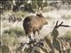 Collared Peccary (Pecari tajacu)