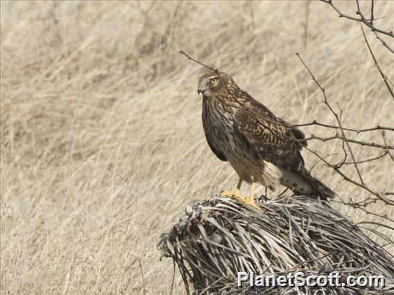 Northern Harrier (Circus hudsonius)