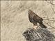 Northern Harrier (Circus hudsonius)