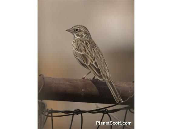 Vesper Sparrow (Pooecetes gramineus)