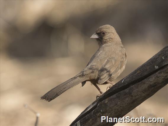 Abert's Towhee (Melozone aberti)