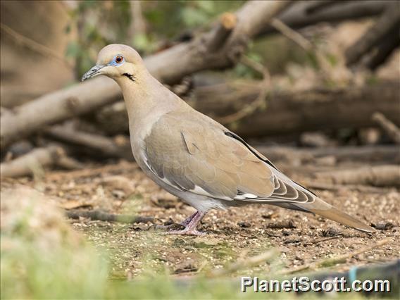 White-winged Dove (Zenaida asiatica)