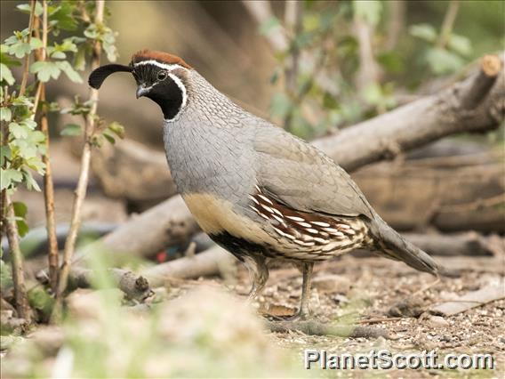 Gambel's Quail (Callipepla gambelii)