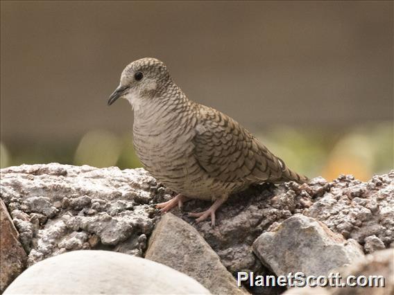 Inca Dove (Columbina inca)