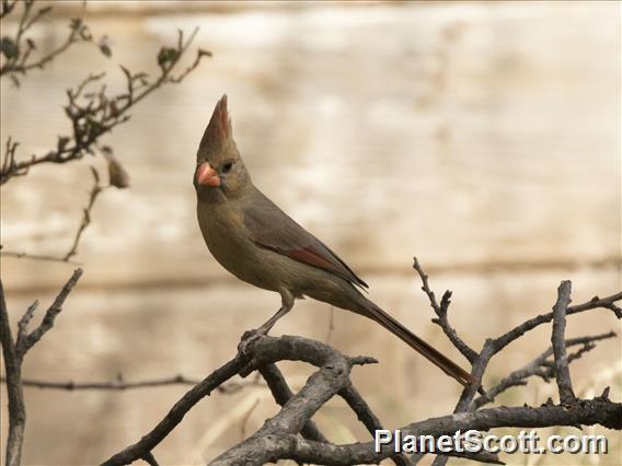 Northern Cardinal (Cardinalis cardinalis)