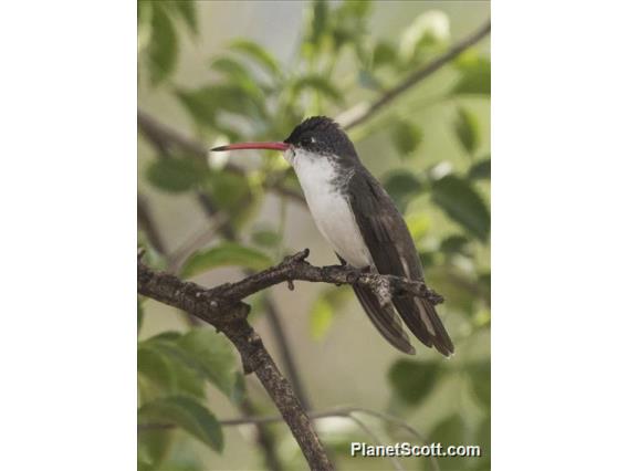 Violet-crowned Hummingbird (Ramosomyia violiceps)