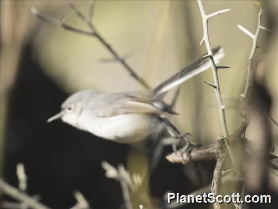 Black-capped Gnatcatcher (Polioptila nigriceps)