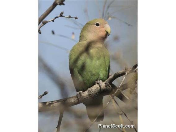 Rosy-faced Lovebird (Agapornis roseicollis)