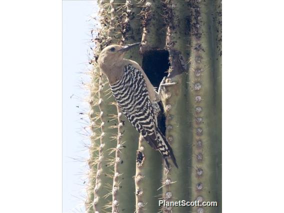 Gila Woodpecker (Melanerpes uropygialis)