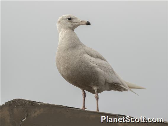 Glaucous Gull (Larus hyperboreus)