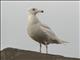 Glaucous Gull (Larus hyperboreus) First Winter