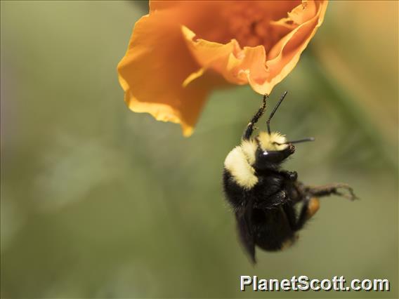 Yellow-faced Bumblebee (Bombus vosnesenskii)