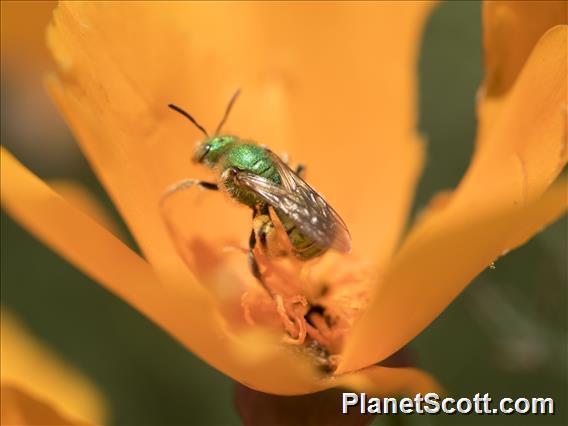 Texas Green Bee (Agapostemon texanus)