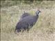 Helmeted Guineafowl (Numida meleagris)