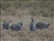 Helmeted Guineafowl (Numida meleagris)