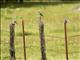 Mountain Bluebird (Sialia currucoides)