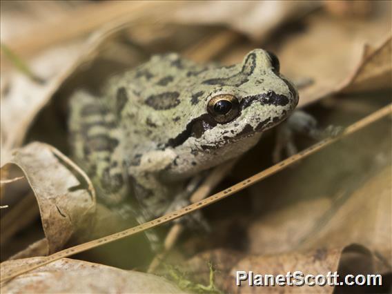 Sierran Treefrog (Pseudacris sierra)