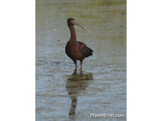 White-faced Ibis (Plegadis chihi)