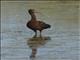 White-faced Ibis (Plegadis chihi)