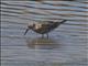 Red Knot (Calidris canutus)