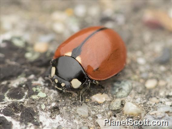 California Lady Beetle (Coccinella californica)