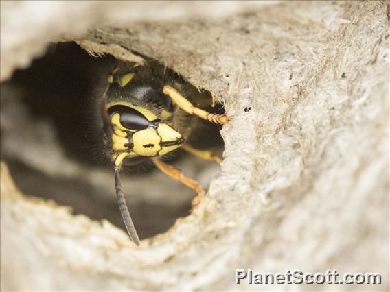 Common Aerial Yellowjacket (Dolichovespula arenaria)