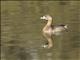 Pied-billed Grebe (Podilymbus podiceps)