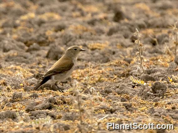 Austral Negrito (Lessonia rufa)