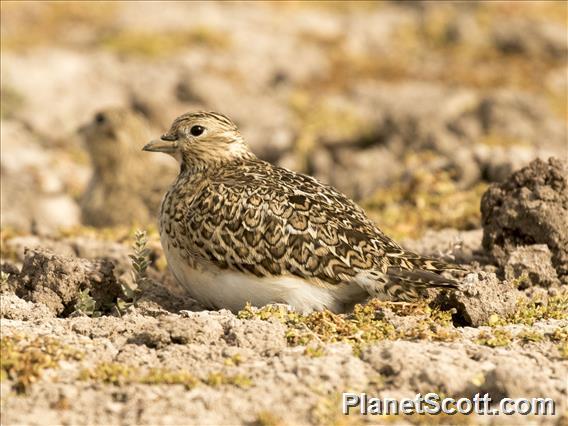 Least Seedsnipe (Thinocorus rumicivorus)