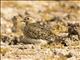 Least Seedsnipe (Thinocorus rumicivorus)