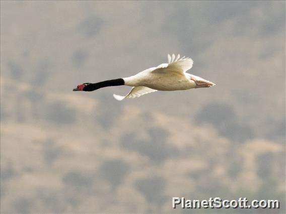 Black-necked Swan (Cygnus melancoryphus)