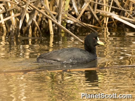 Red-gartered Coot (Fulica armillata)