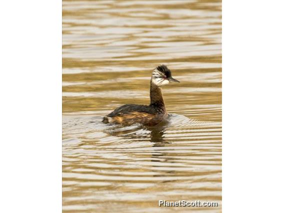 White-tufted Grebe (Rollandia rolland)