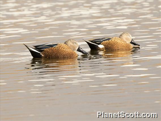 Red Shoveler (Spatula platalea)