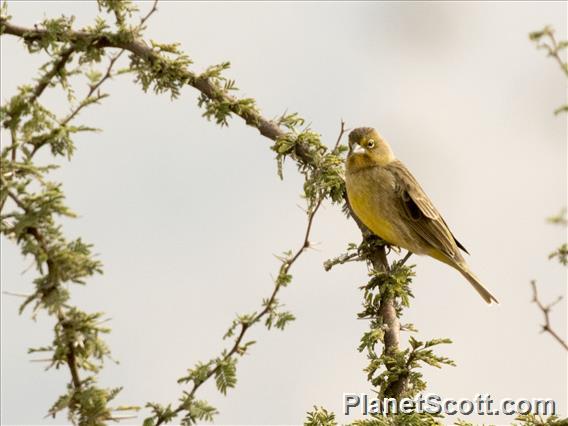 Grassland Yellow-Finch (Sicalis luteola)