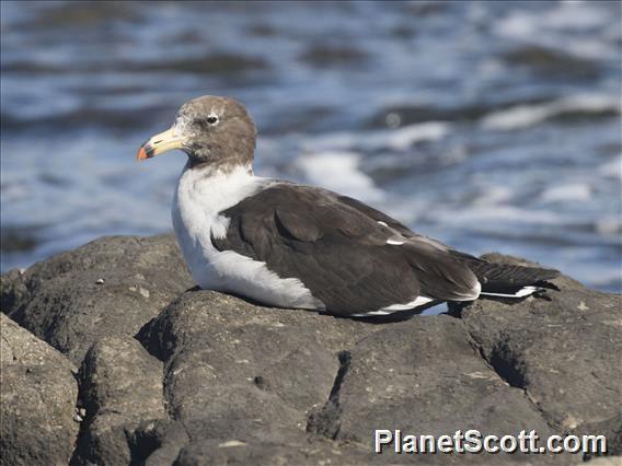 Belcher's Gull (Larus belcheri)