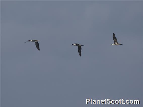 Peruvian Booby (Sula variegata)