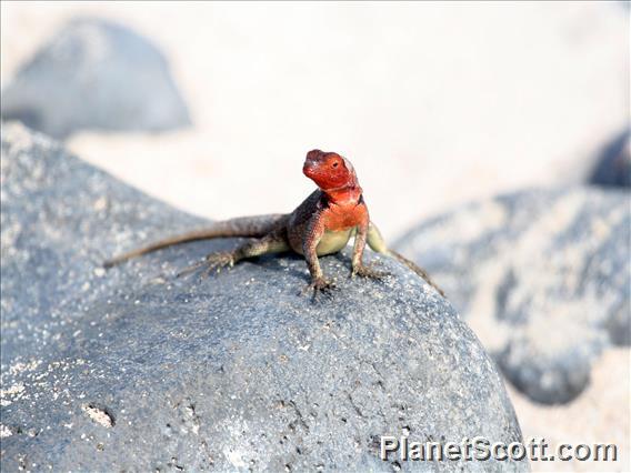 Galapagos Lava Lizard (Microlophus albemarlensis )